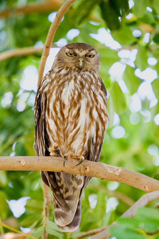 _MG_3288mw.jpg - Barking Owl (Ninox connivens) - Kununurra, WA